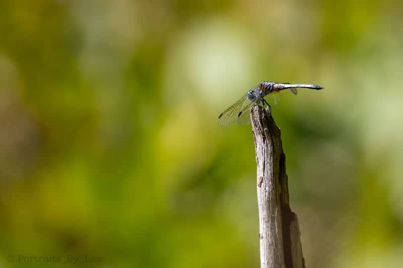 Assabet River National Wildlife Refuge - Image 1