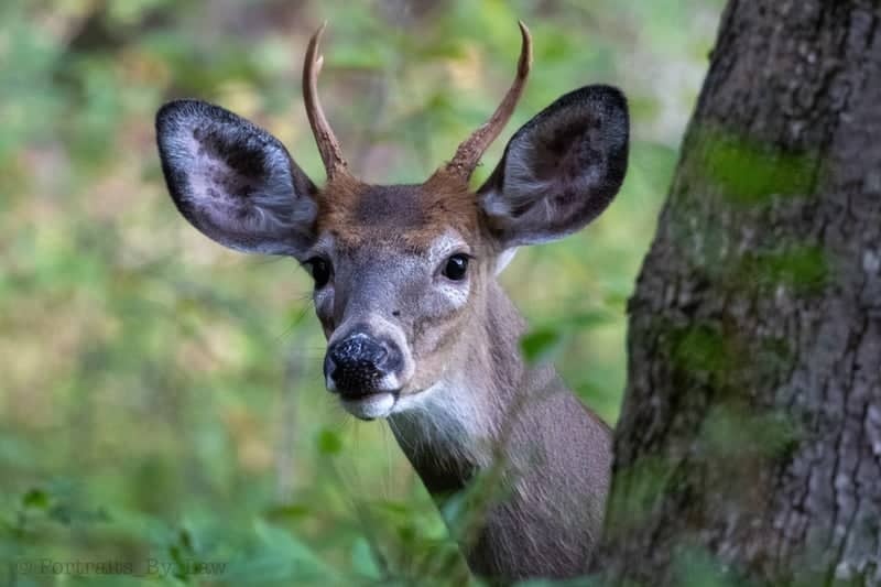Broadmoor Wildlife Sanctuary - Image 1