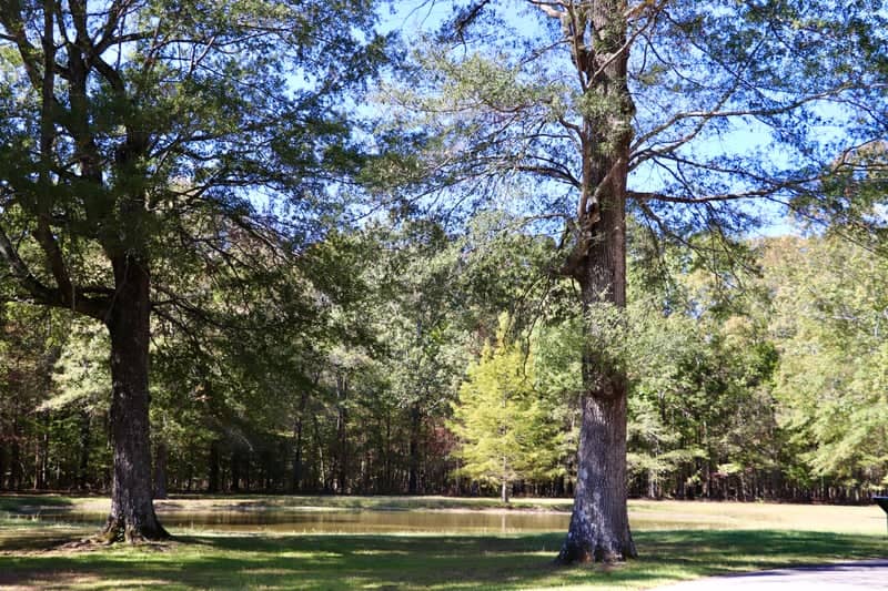 Shiloh Woodland Pond - Image 1