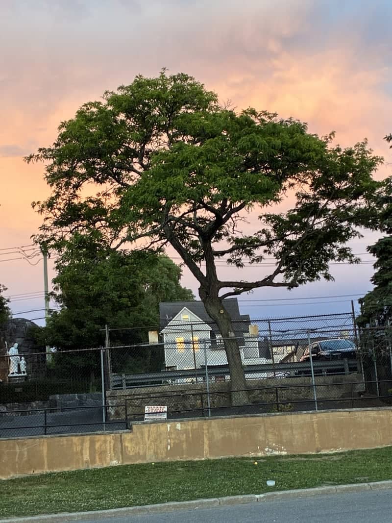 Port Chester Sunset Tree - Image 1