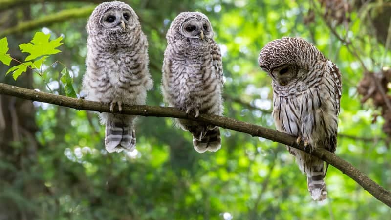 Lynnwood Barred Owl Habitat - Image 1