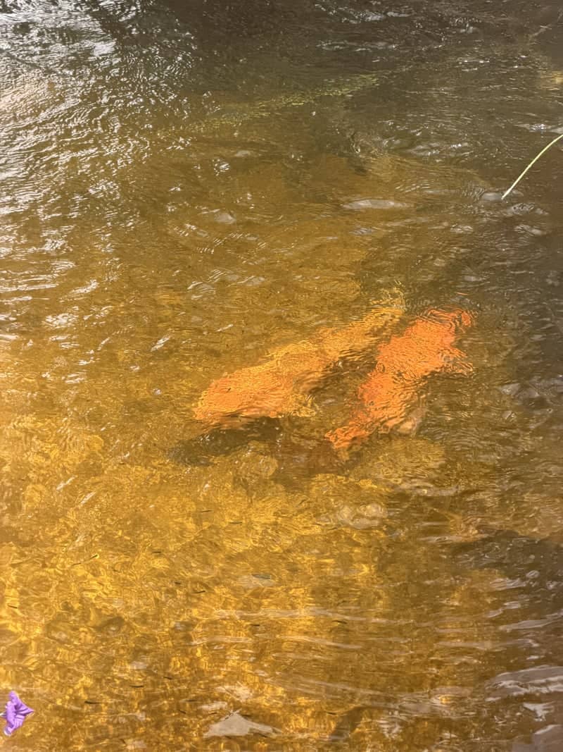 Flamingo Gardens Koi Pond - Image 1