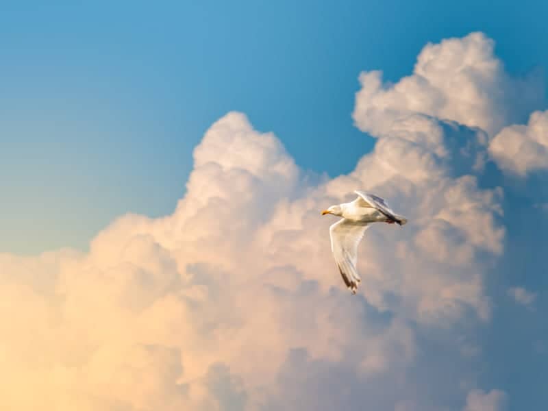 Les Portes-en-Ré Coastal Skies - Image 1