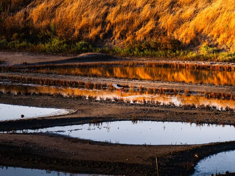 Salt Marshes of Les Portes-en-Ré - Image 1