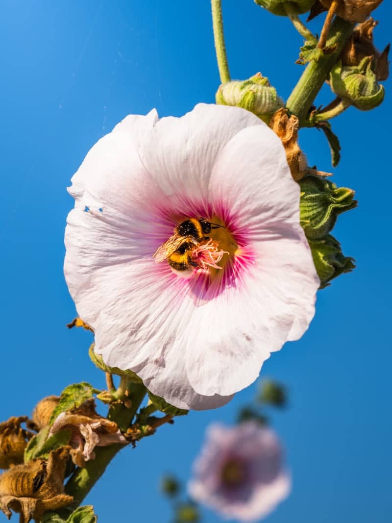 Hollyhocks of Saint-Clément-des-Baleines - Image 1