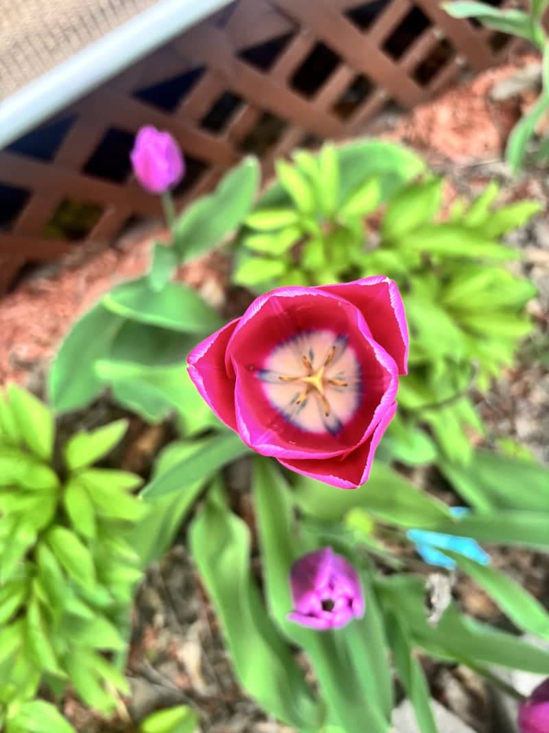 Spokane Valley Garden Blooms - Image 1
