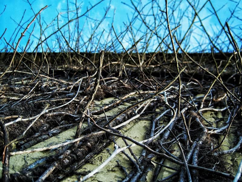 Overgrown Vine Wall in Centerville - Image 1