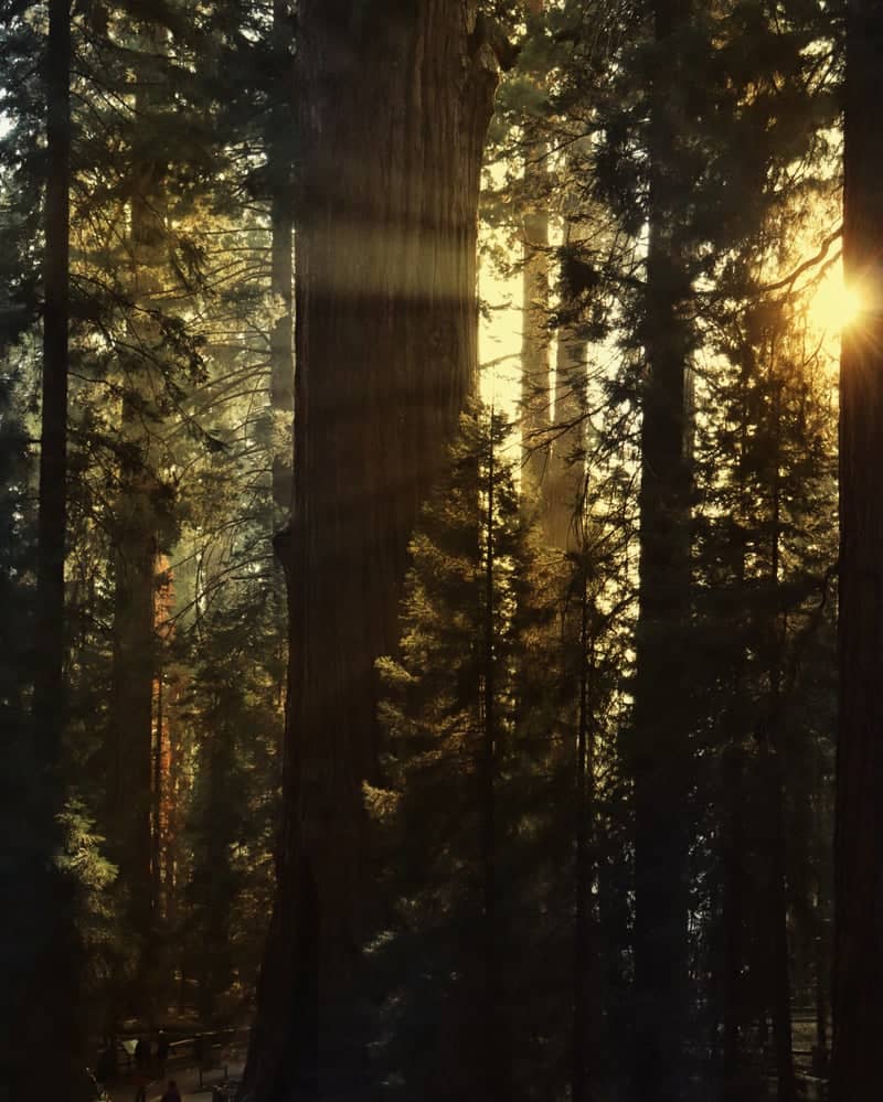 Giant Forest, Sequoia National Park - Image 1