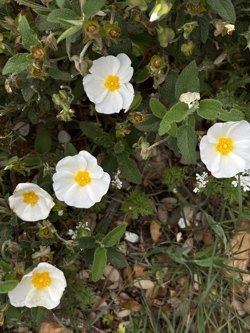 Castañar de Ibor - Image 1