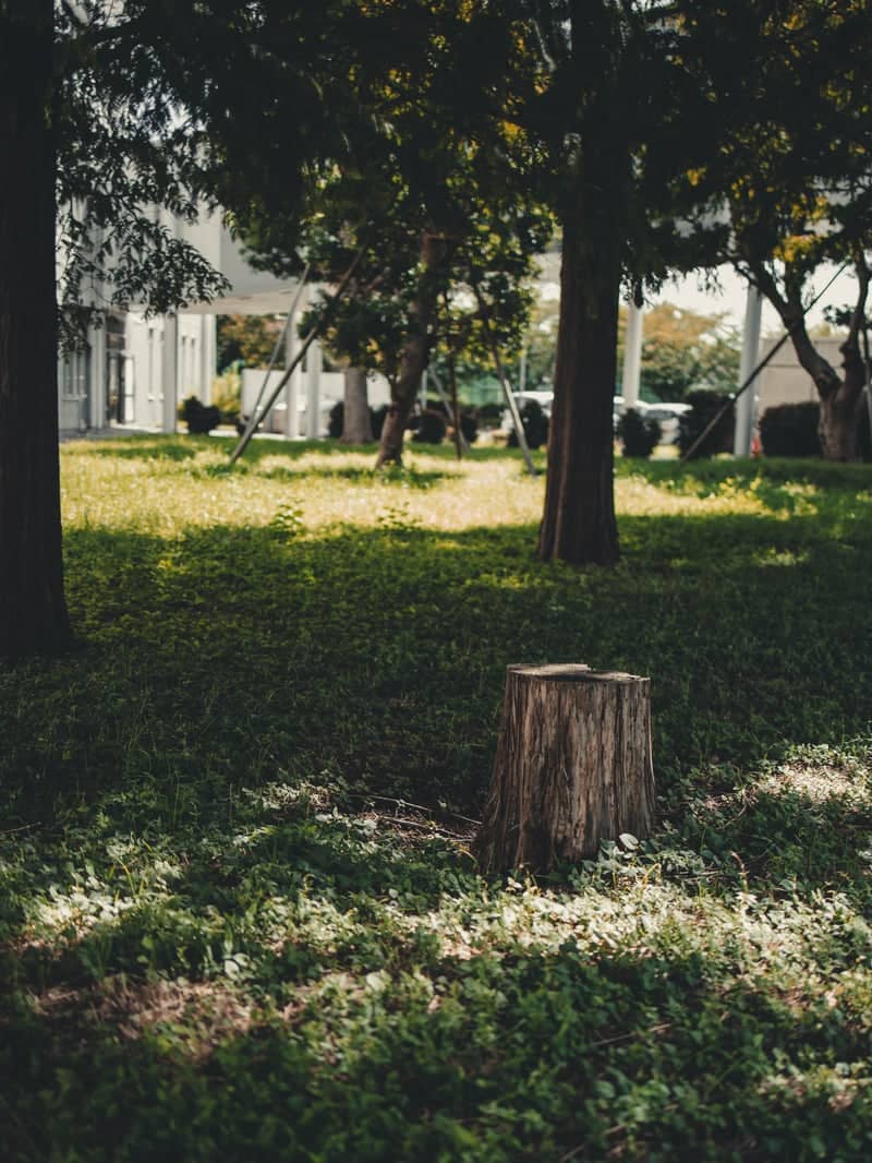Nihon University Funabashi Campus Woods - Image 1