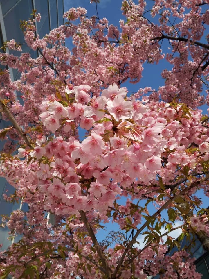 Downtown Plainfield Spring Blooms - Image 1