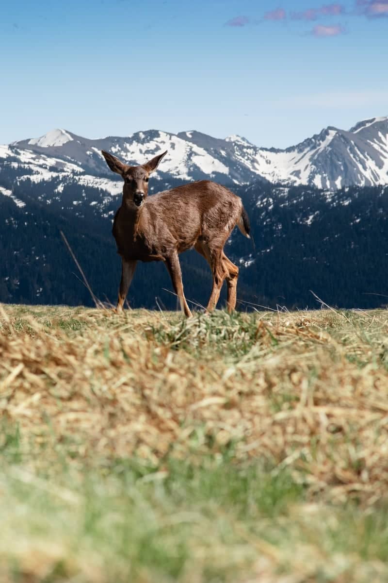 Hurricane Ridge - Image 1