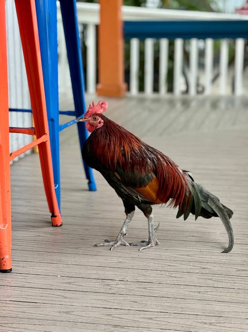 Key West Old Town Roosters - Image 1