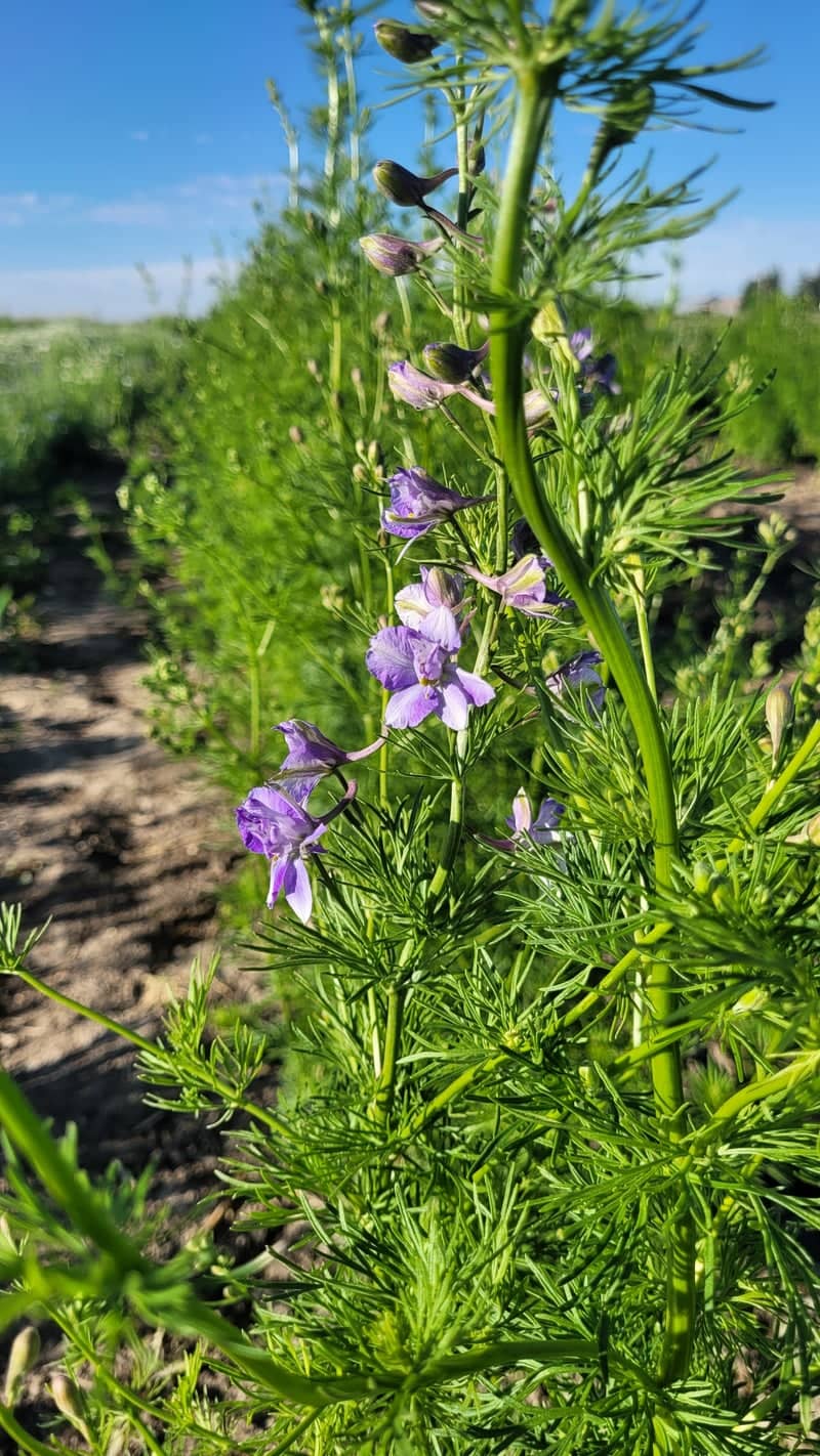 The Flower Farm in Fielding - Image 1