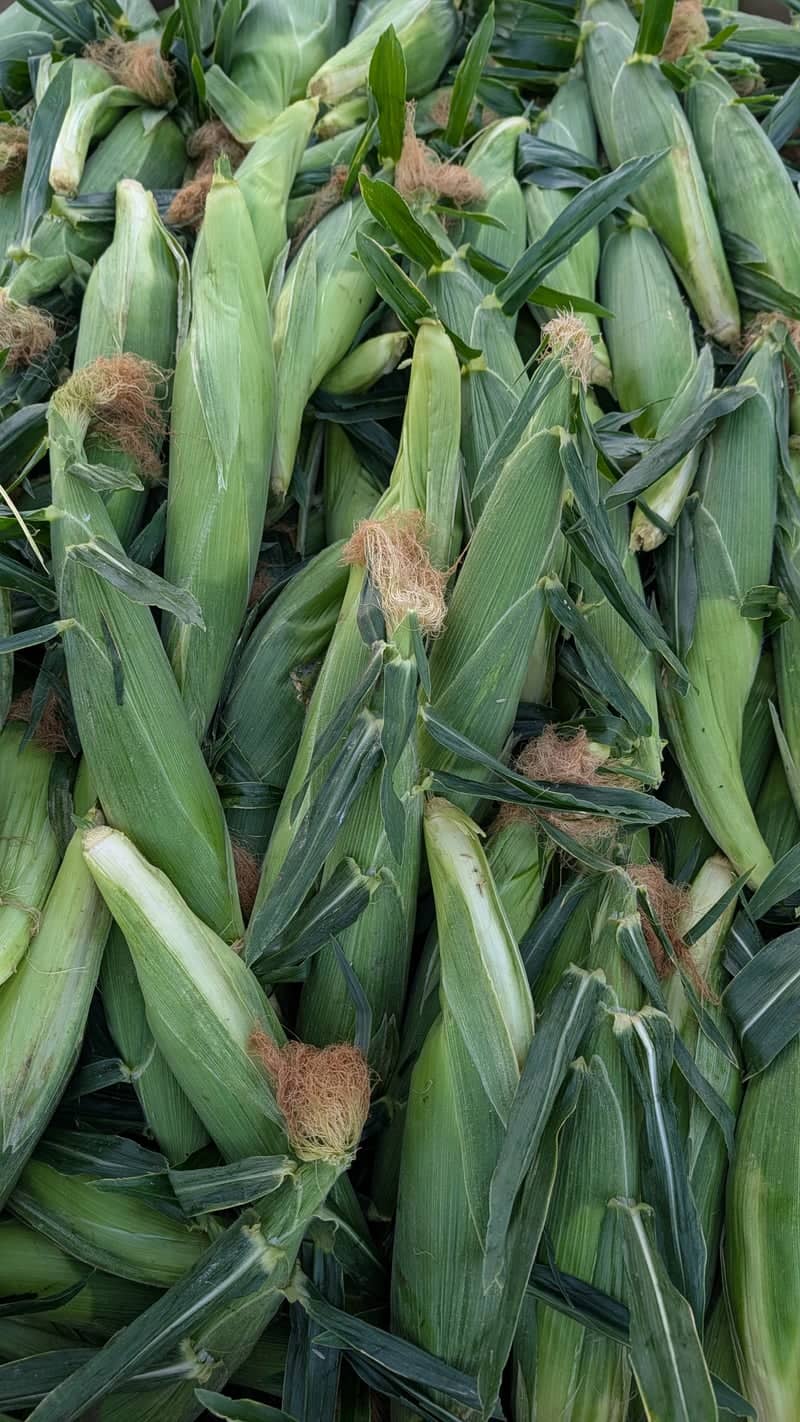 Peterson Family Farm Corn Stand - Image 1