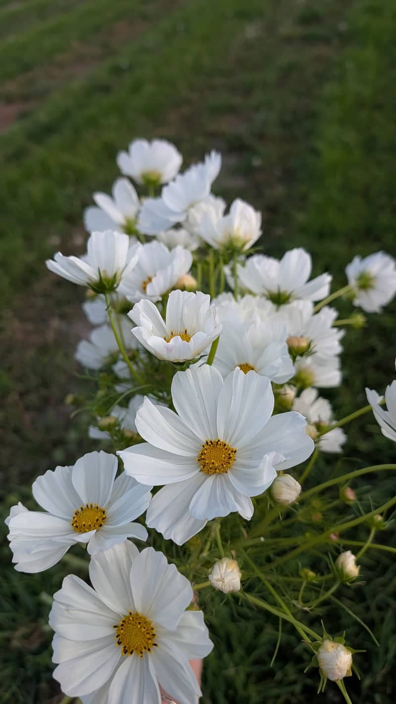 The Flower Farm at Fielding - Image 1