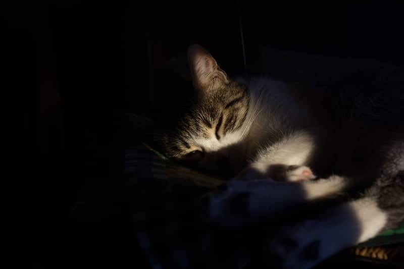Chiaroscuro Pet Portrait - Image 1