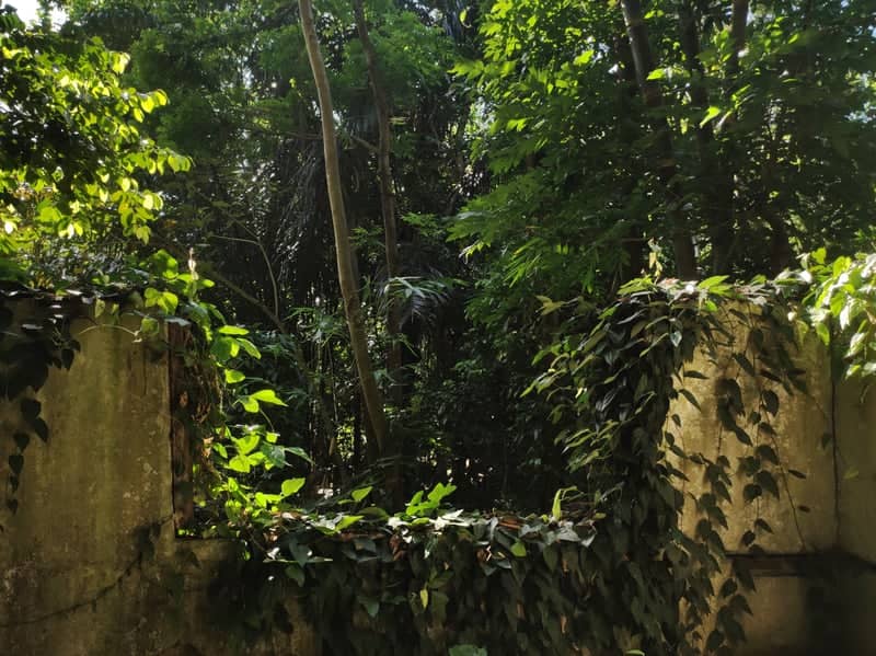 Overgrown Urban Ruin in Semarang - Image 1