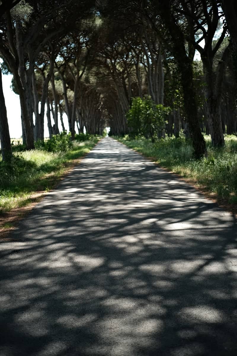 San Rossore Pine Tree Alley - Image 1