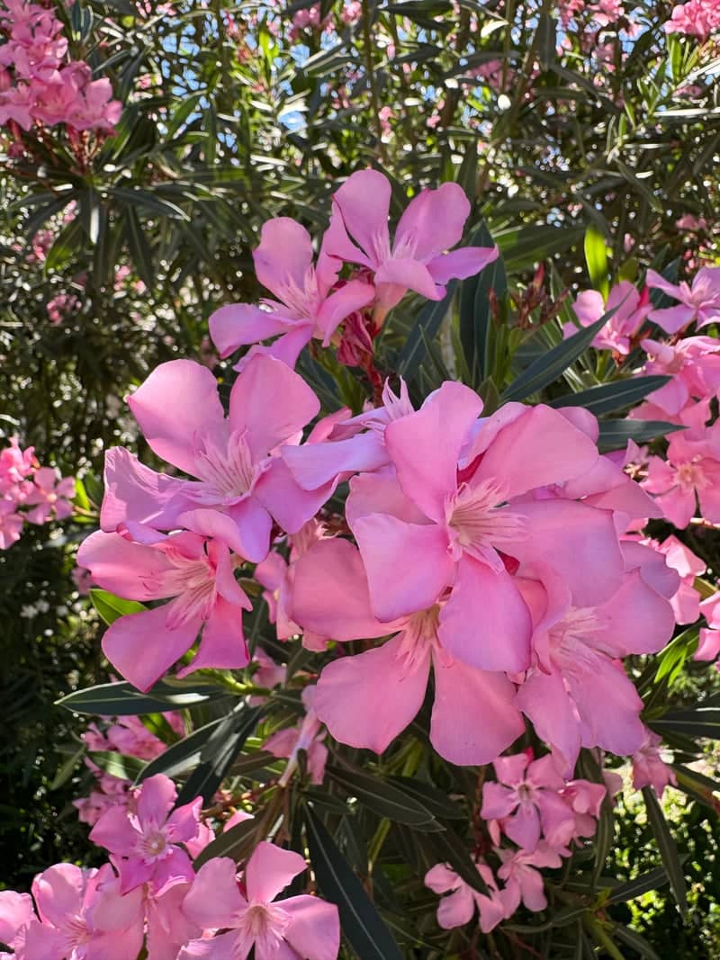 Kemer Town Center Gardens - Image 1