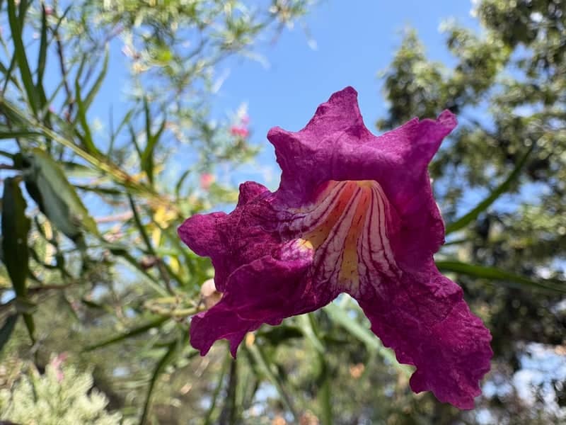 Abilene Garden Blooms - Image 1