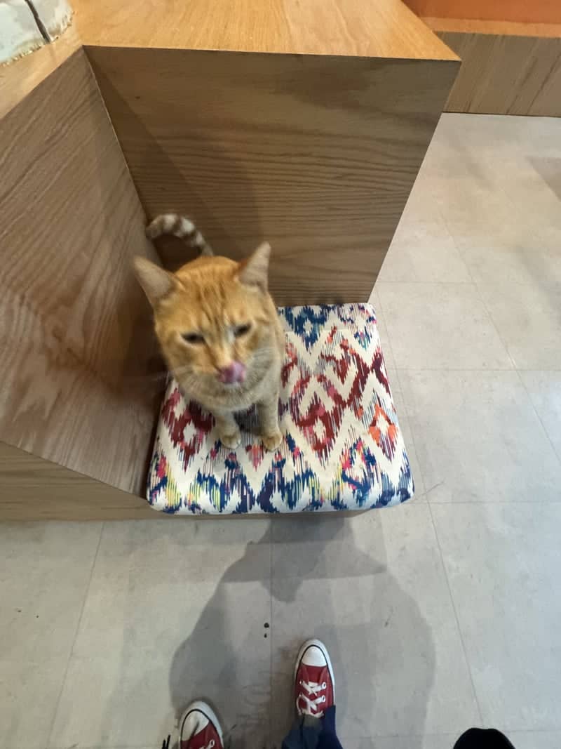 Casablanca Cat Cafe - Image 1