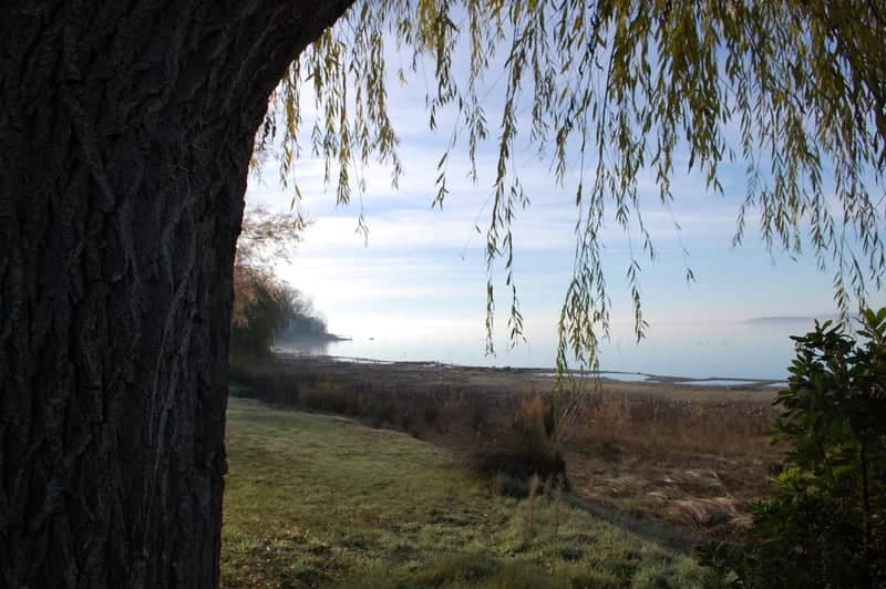 Lake Trasimeno Shoreline - Image 1