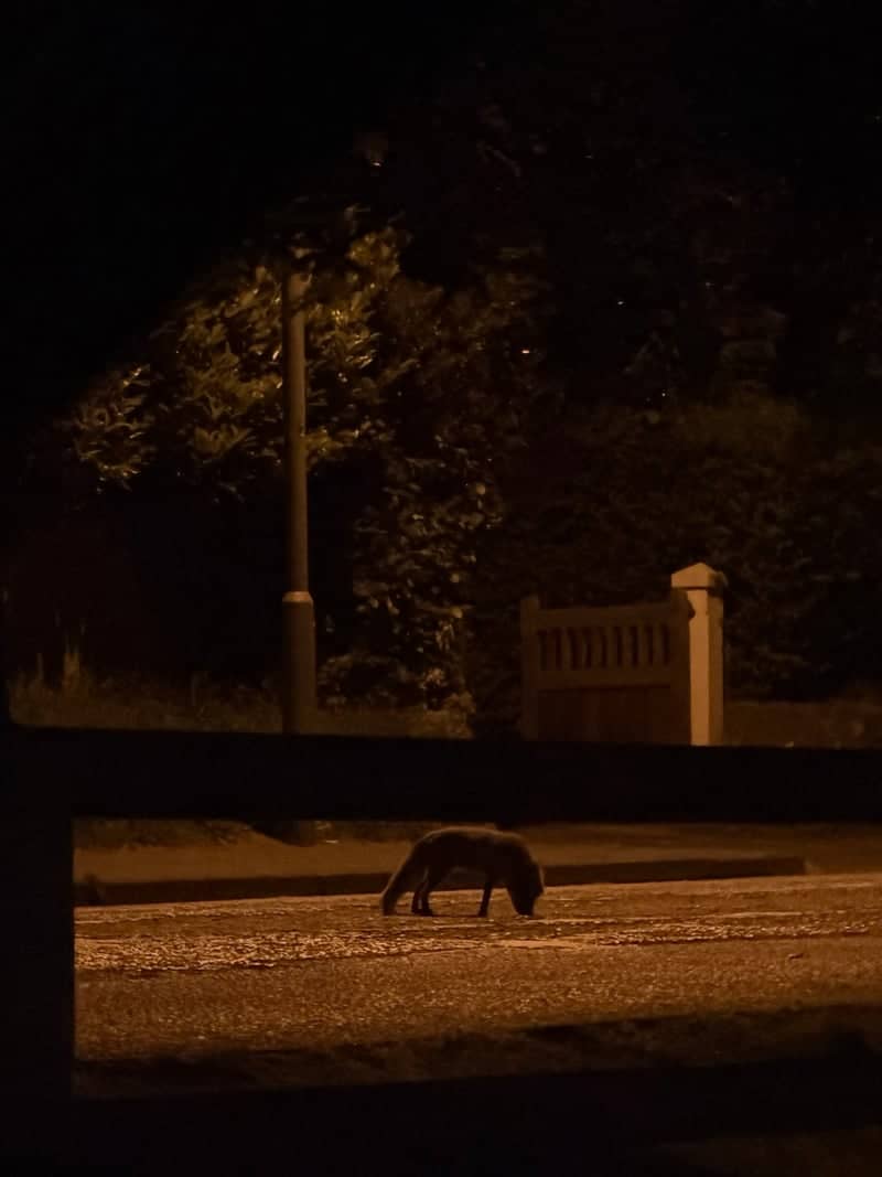 Belmont Park Urban Wildlife - Image 1