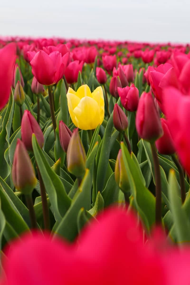 Kraggenburg Tulip Fields - Image 1