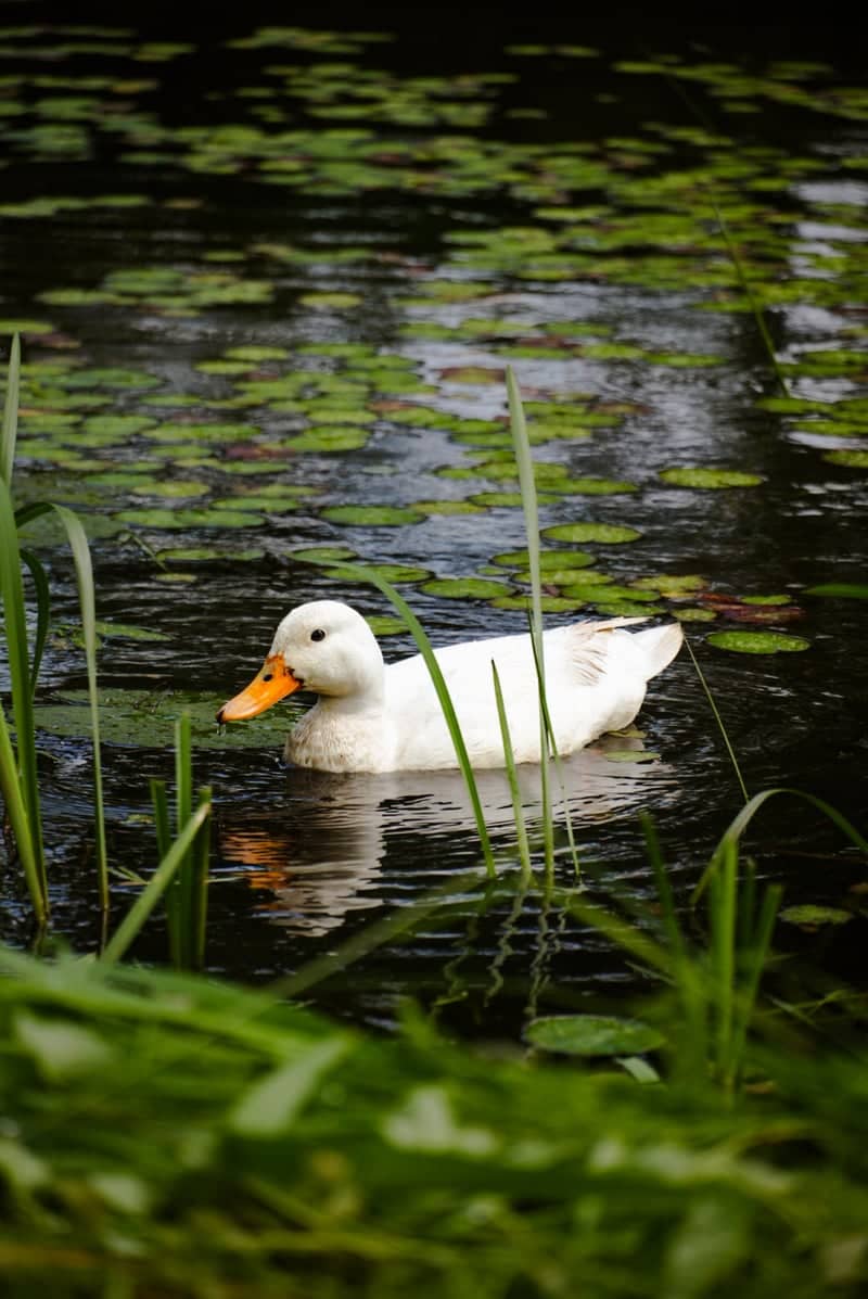 Hoogeveen Residential Pond - Image 1