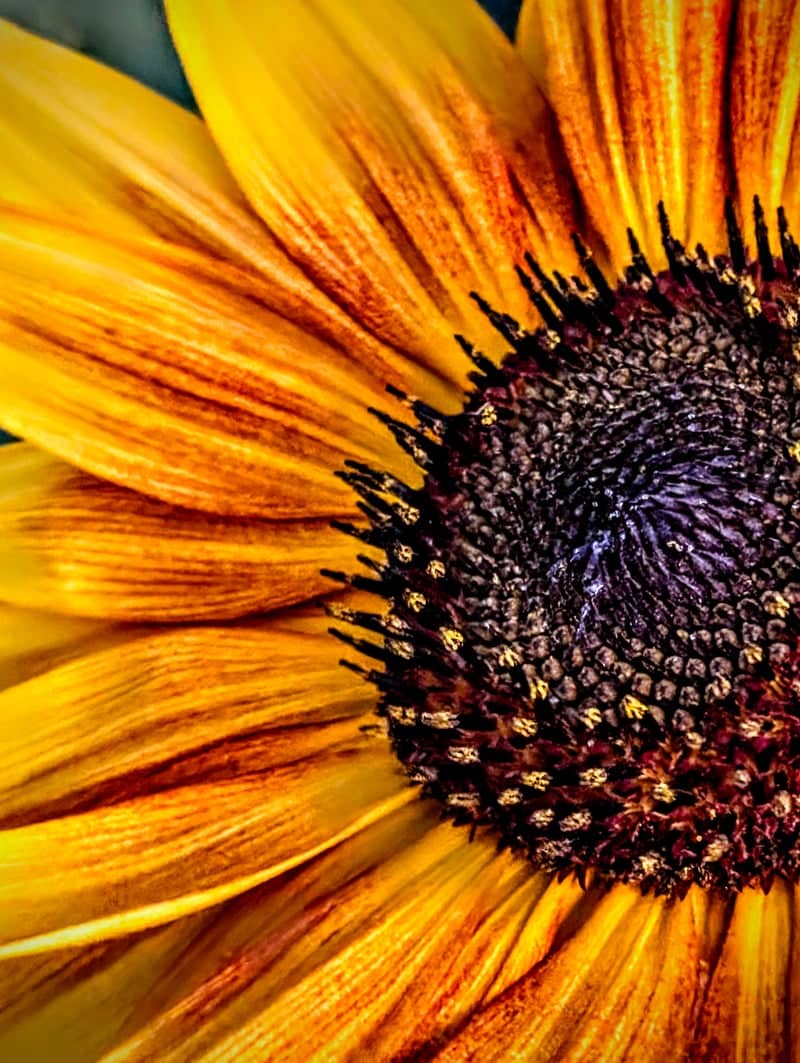Colorado City Sunflower Garden - Image 1
