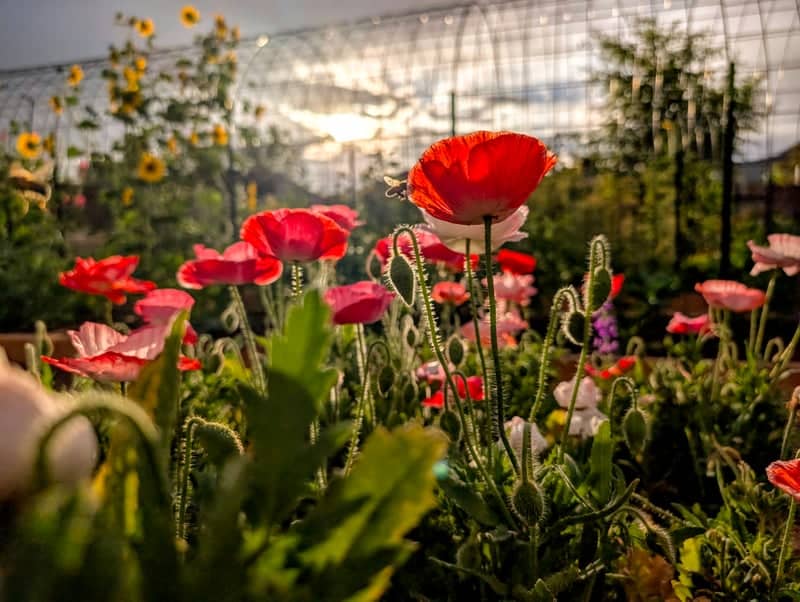 Colorado City Garden Poppies - Image 1
