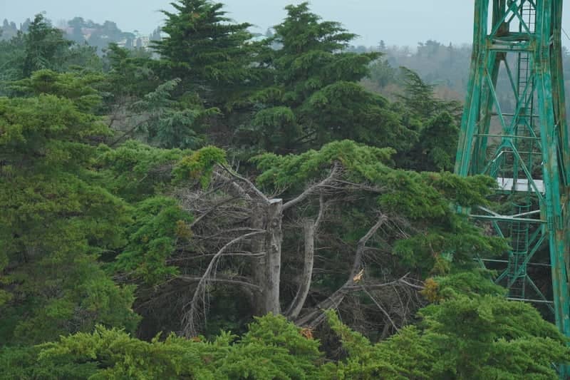 Sochi Arboretum Cable Car View - Image 1