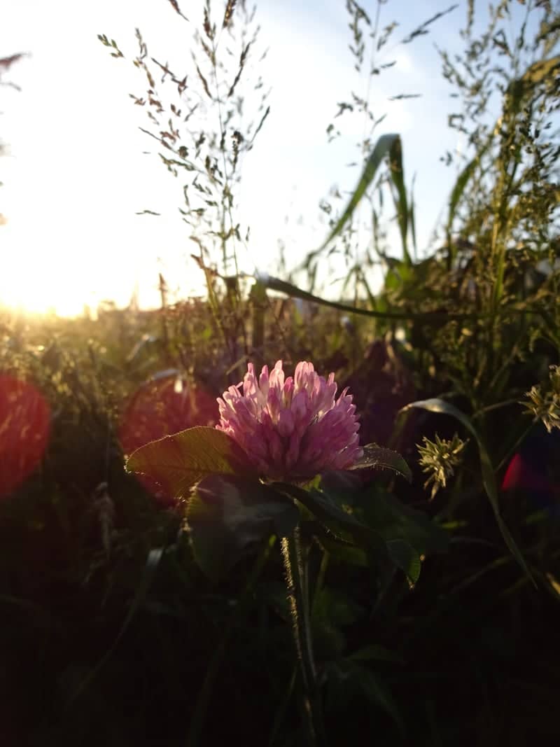 Higashifukai Wildflower Field - Image 1