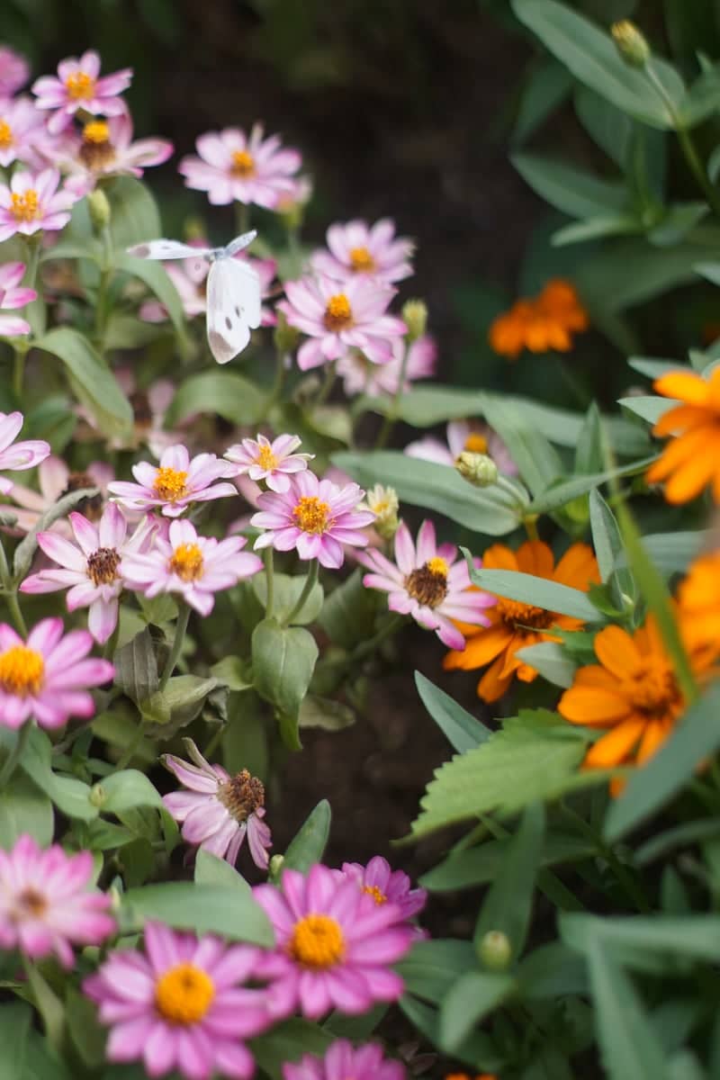 Yotsuya Garden Blooms - Image 1