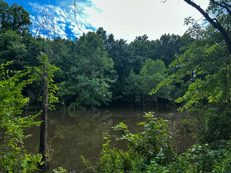 Hidden Pines Woodland Pond - Image 1