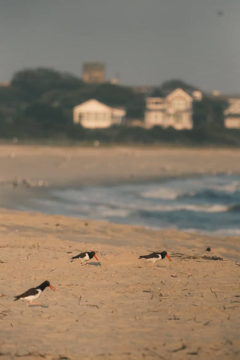 Cape May Point State Park - Image 1