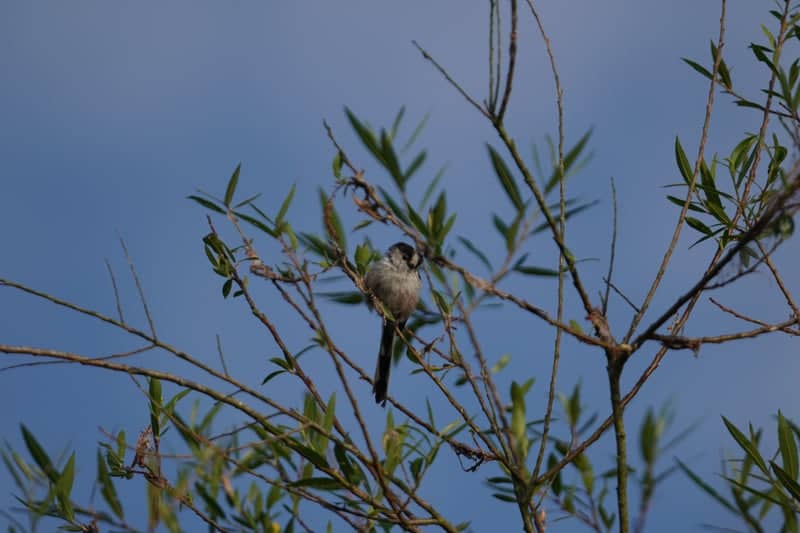 Lac de Grand-Lieu Nature Reserve - Image 1