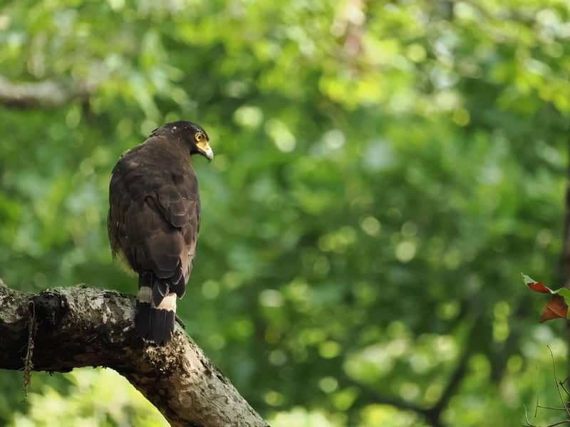 Greater Noida Green Belt Wildlife - Image 1