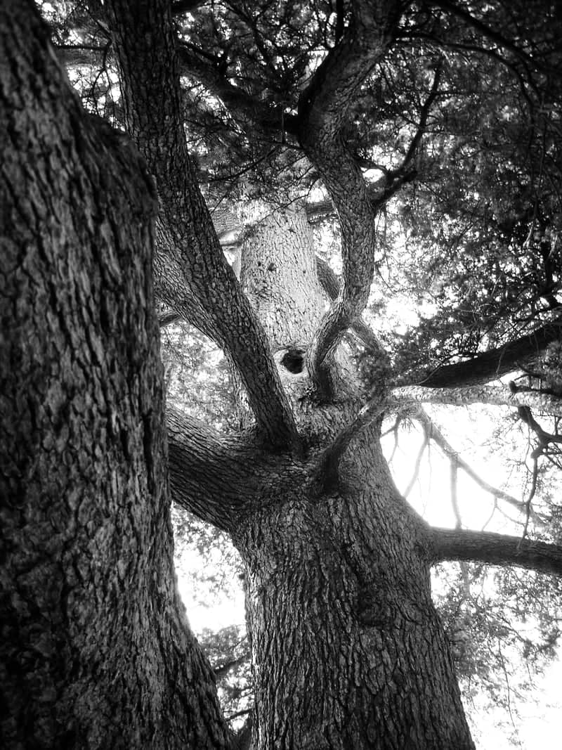 Headington Garden Cedar - Image 1