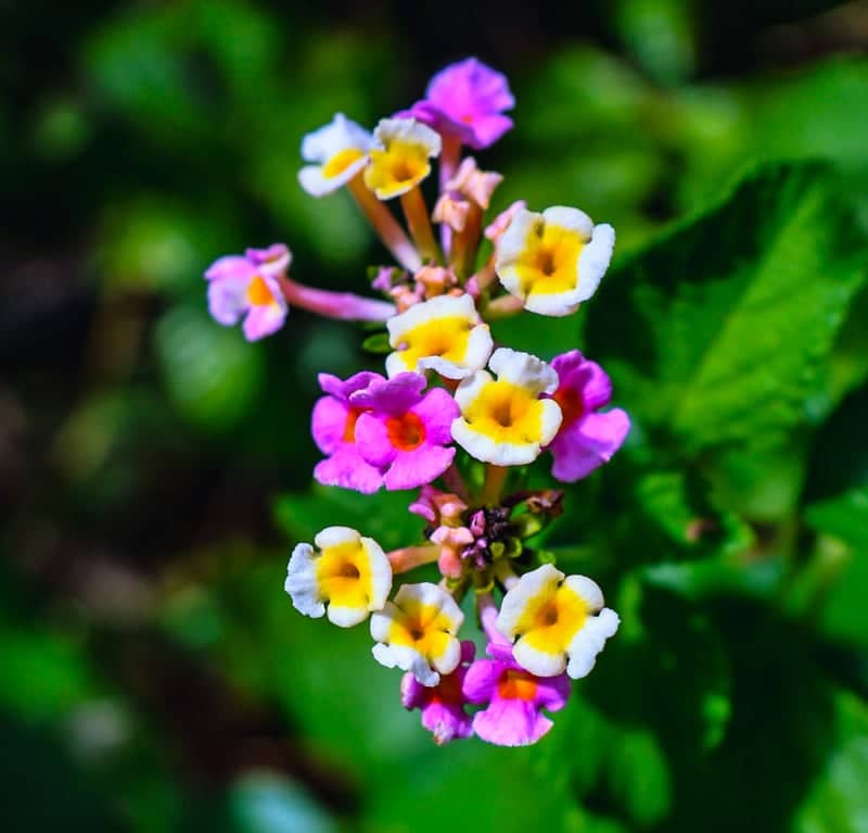 Melbourne Garden Blooms - Image 1