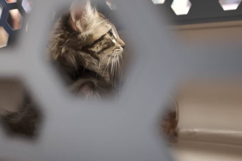 Sandy City Animal Shelter - Image 1