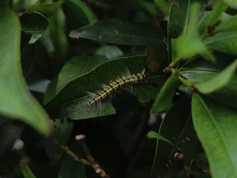 Jakarta Garden Macro Spot - Image 1