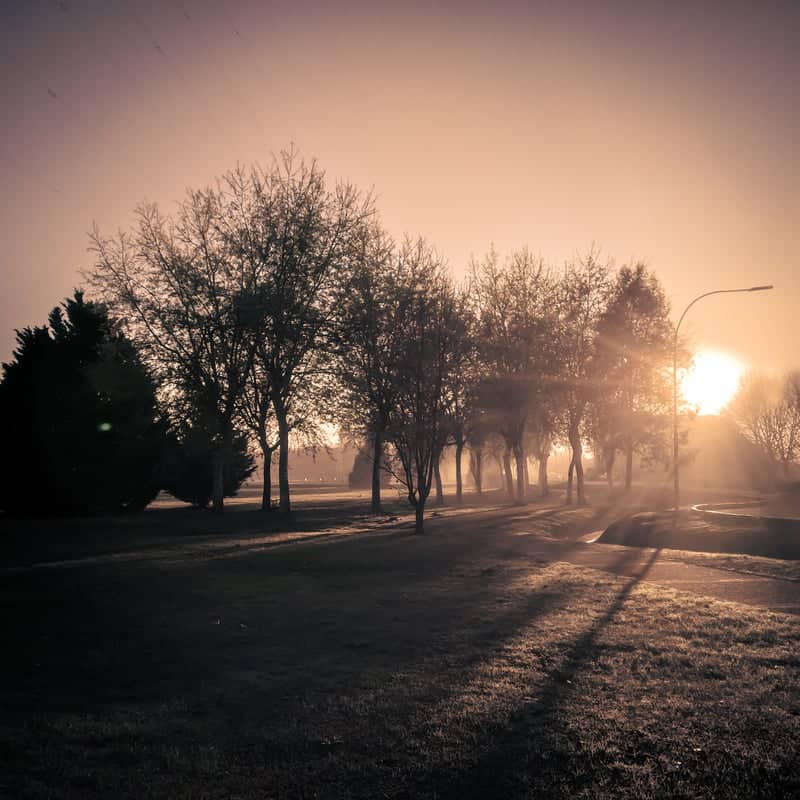 South Shore Road Tree Line - Image 1