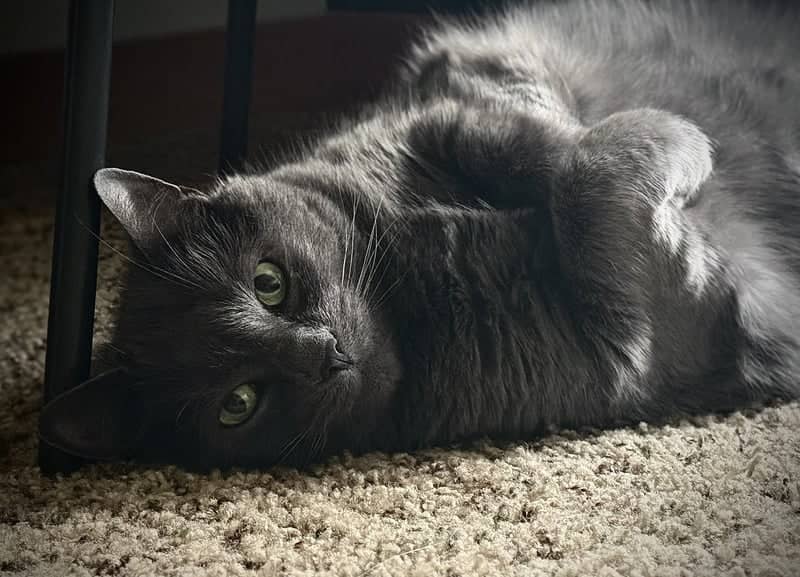 Domestic Pet Portrait Spot - Image 1