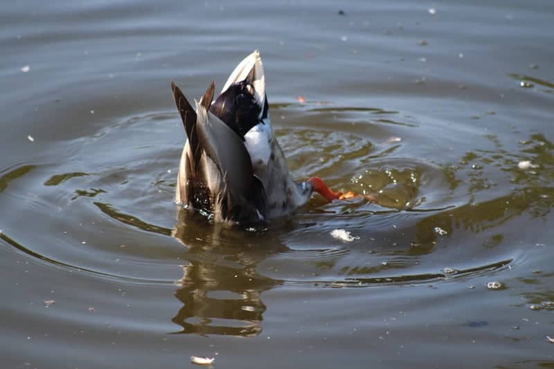 Hillsborough Park Lake - Image 1
