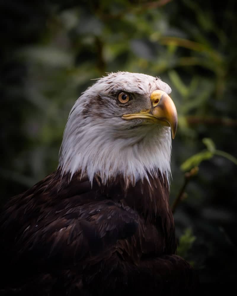 Monroe Wildlife Observation - Image 1