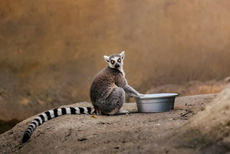 Cincinnati Zoo & Botanical Garden - Image 1