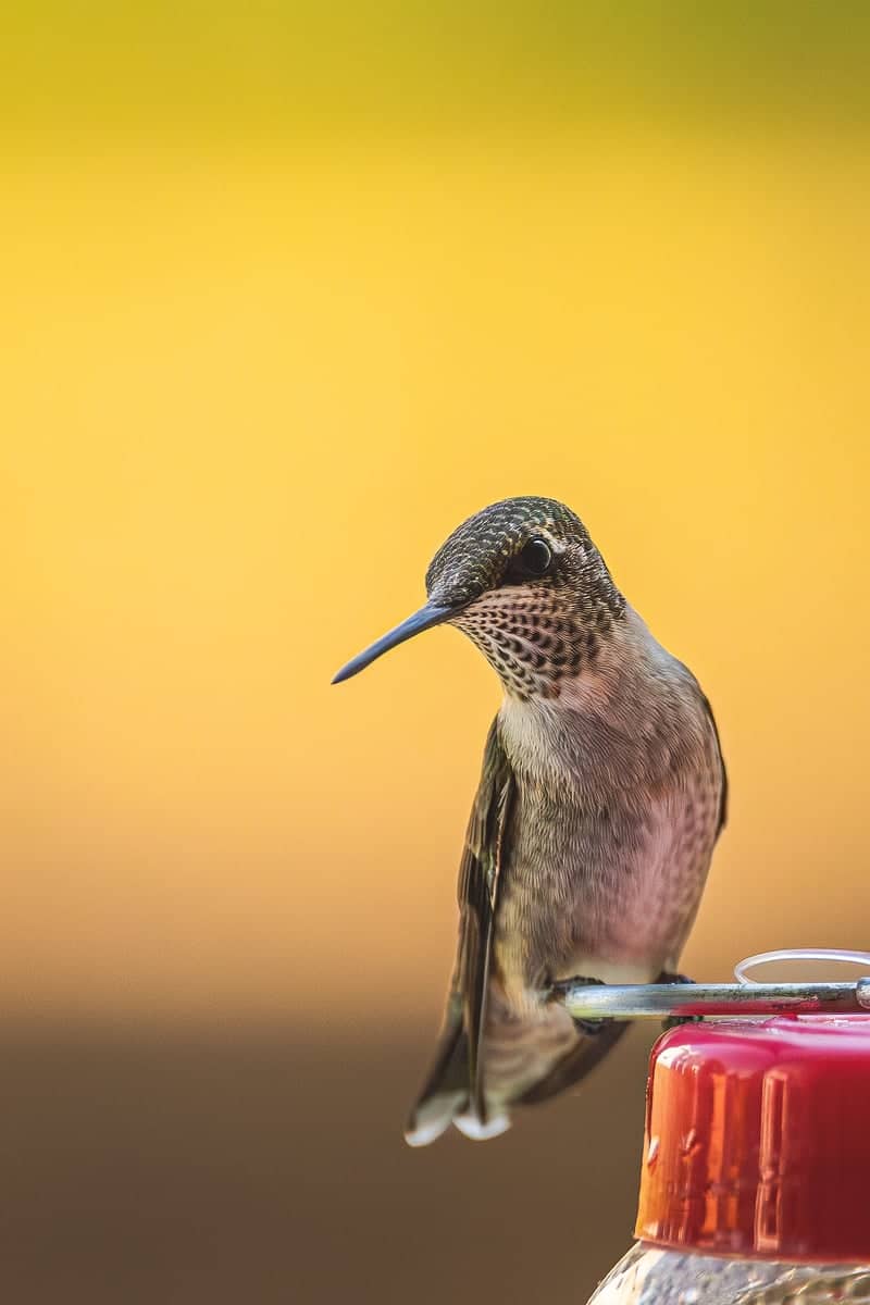 Florence Hummingbird Garden - Image 1