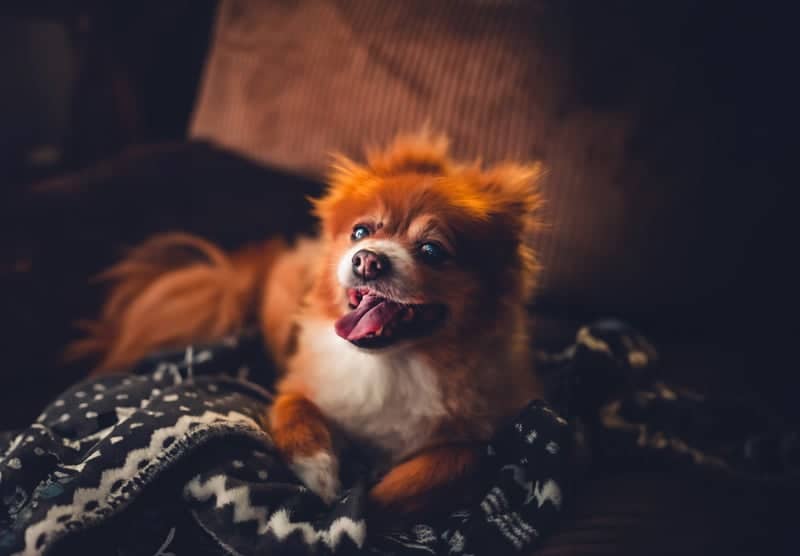 Cozy Home Pet Portrait - Image 1